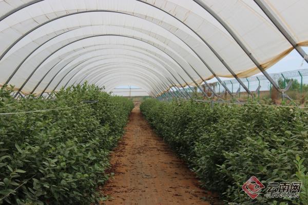 蒙自市现代农业,蒙自农业产业基地