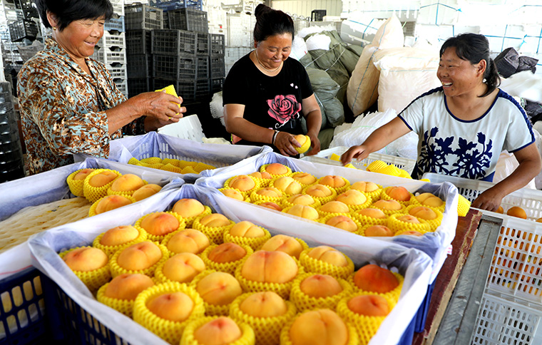 叶集区乡村振兴新闻,乡村振兴行动在路上
