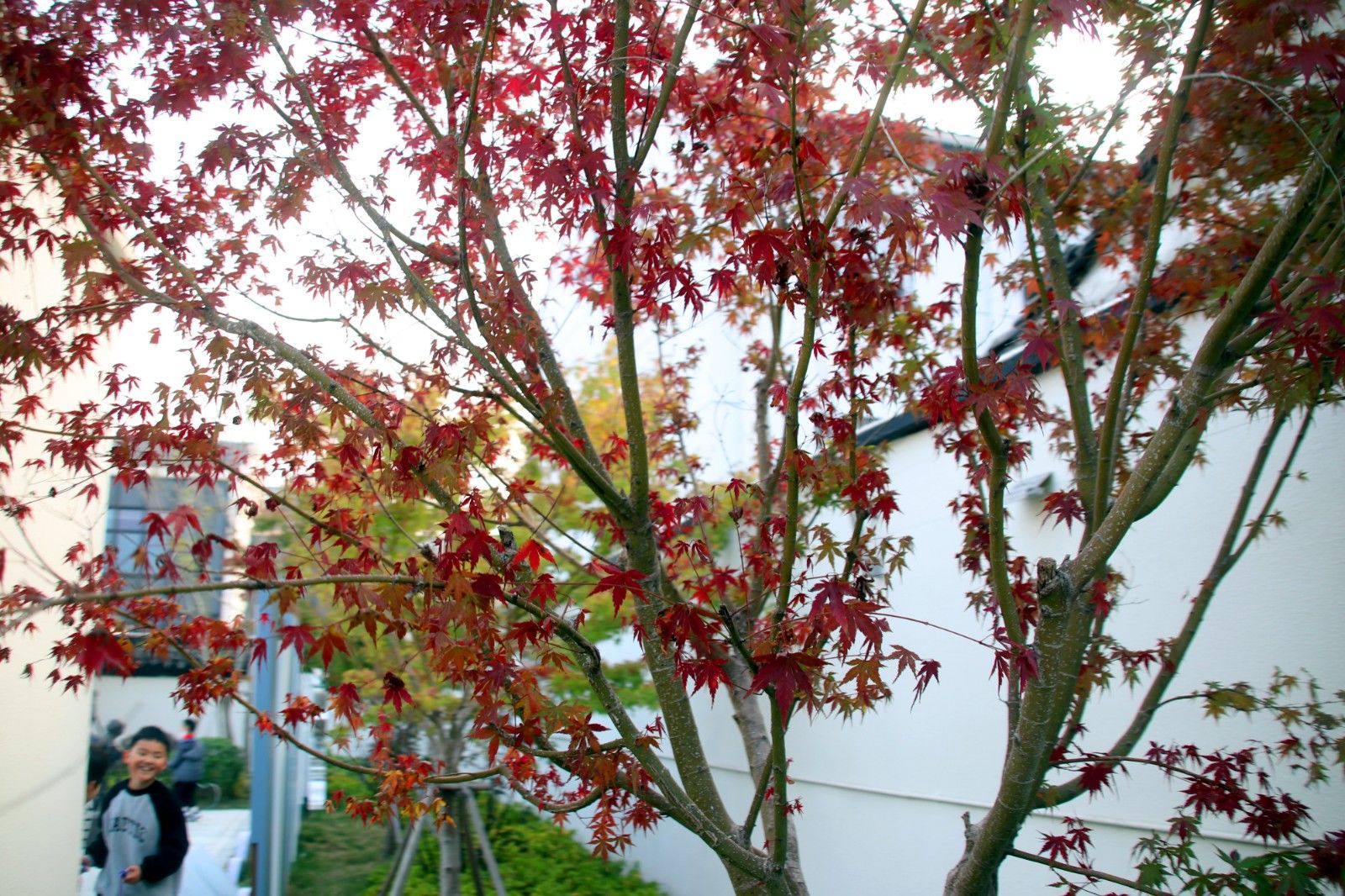 苏州美景图片大全大图,苏州水乡绝美的景色全景图