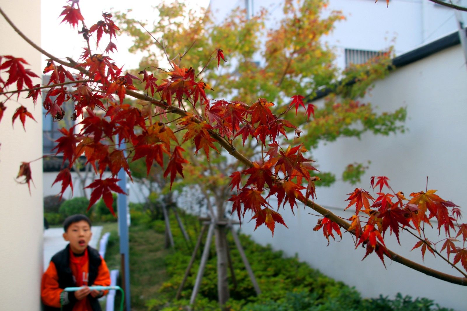 苏州美景图片大全大图,苏州水乡绝美的景色全景图