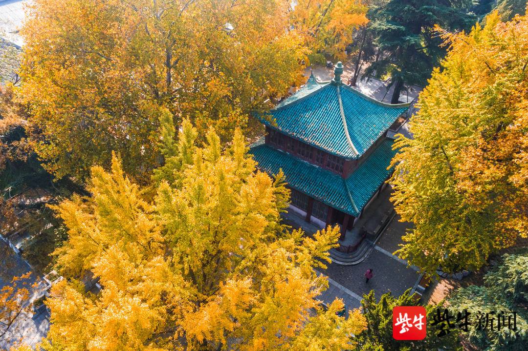 南京观银杏最近最美去处,南京赏银杏好去处