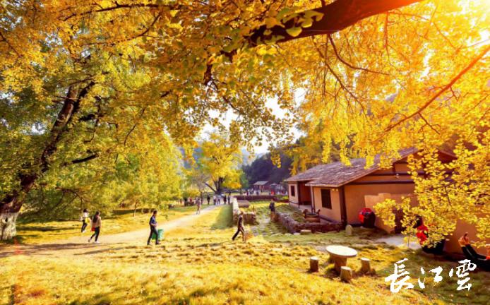 随州千年银杏谷11月能观赏吗,2018随州银杏谷观赏时间