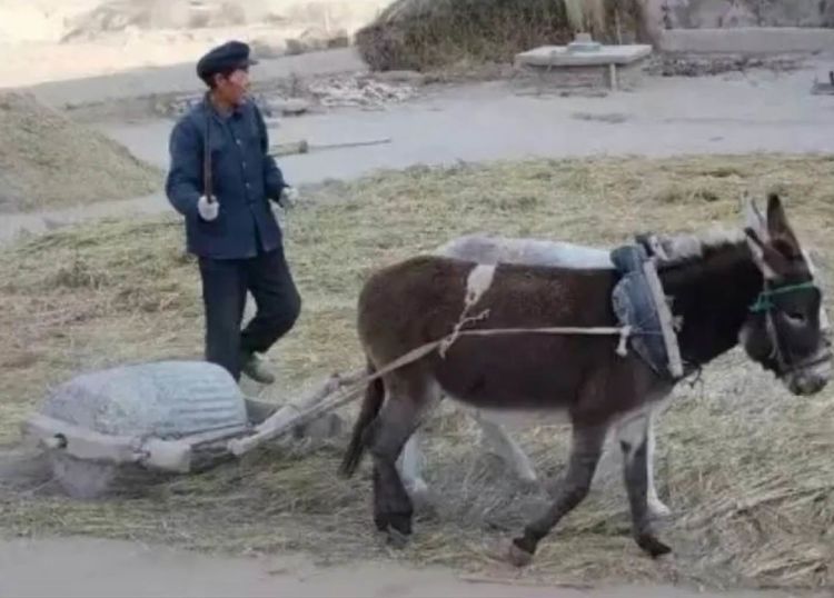 农科视窗（33）|碌碡，那些年月常用的农具