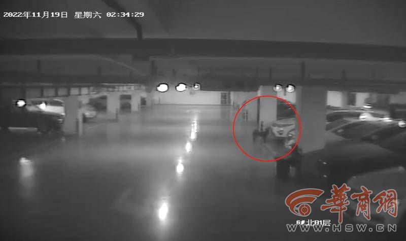 夜晚流浪猫撞倒电动车找物业理赔,流浪猫损害车辆找投喂人赔偿