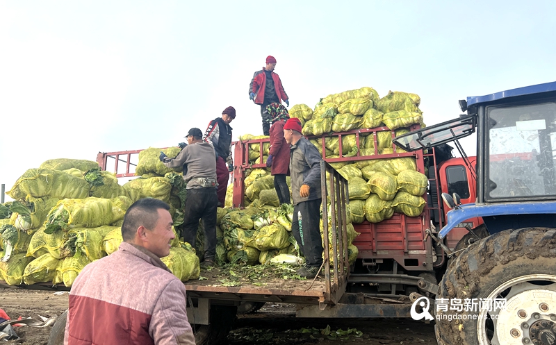 爱心助农梨滞销,爱心助农蔬菜滞销