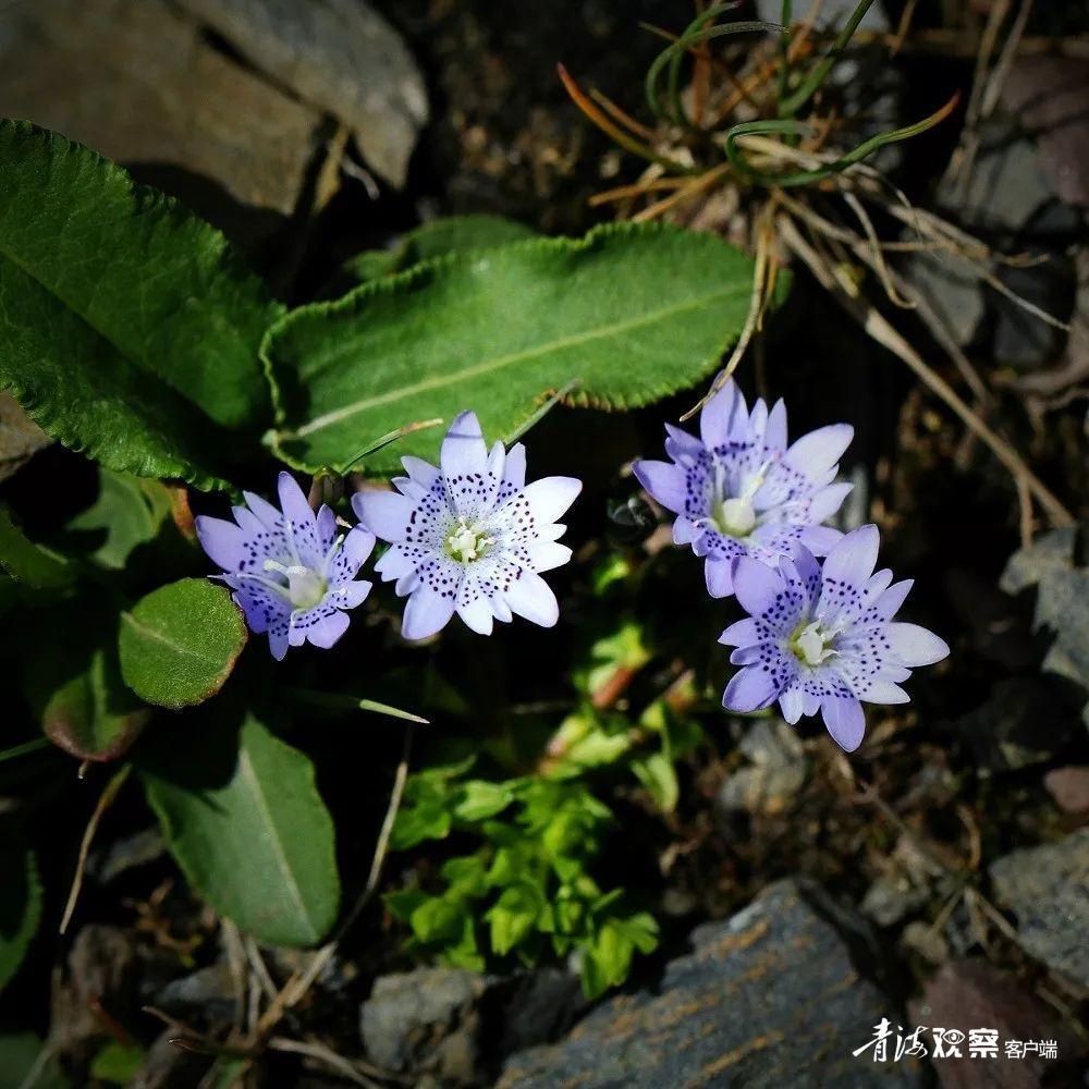 高原上的各种花真是太美了 (高原上的各种美丽花)