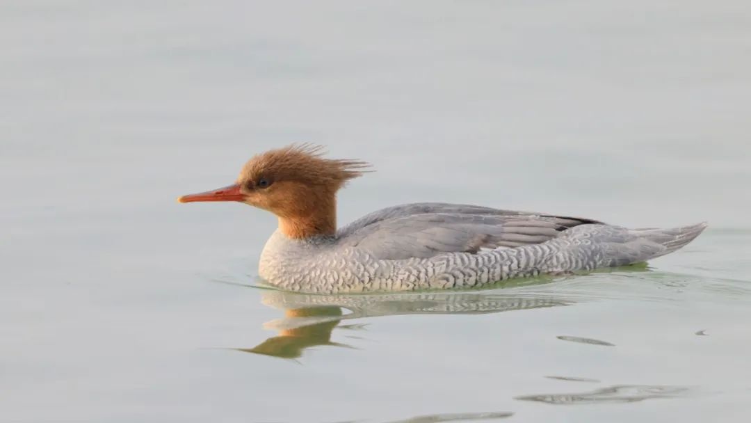 早安做好疫情防护问候,早安疫情下照顾好自己的图文