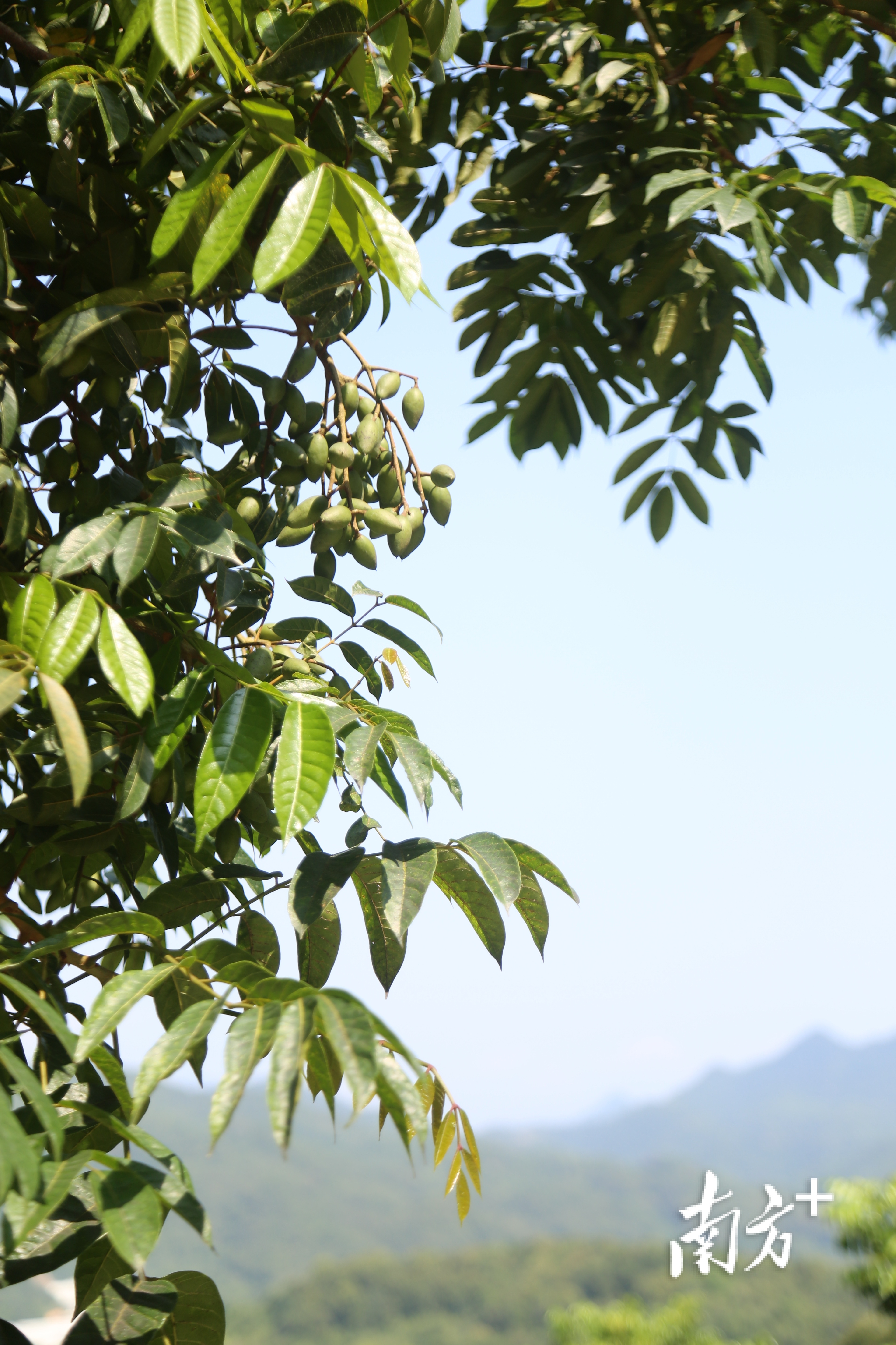 黄橄榄和橄榄的区别,橄榄与石橄榄有什么区别