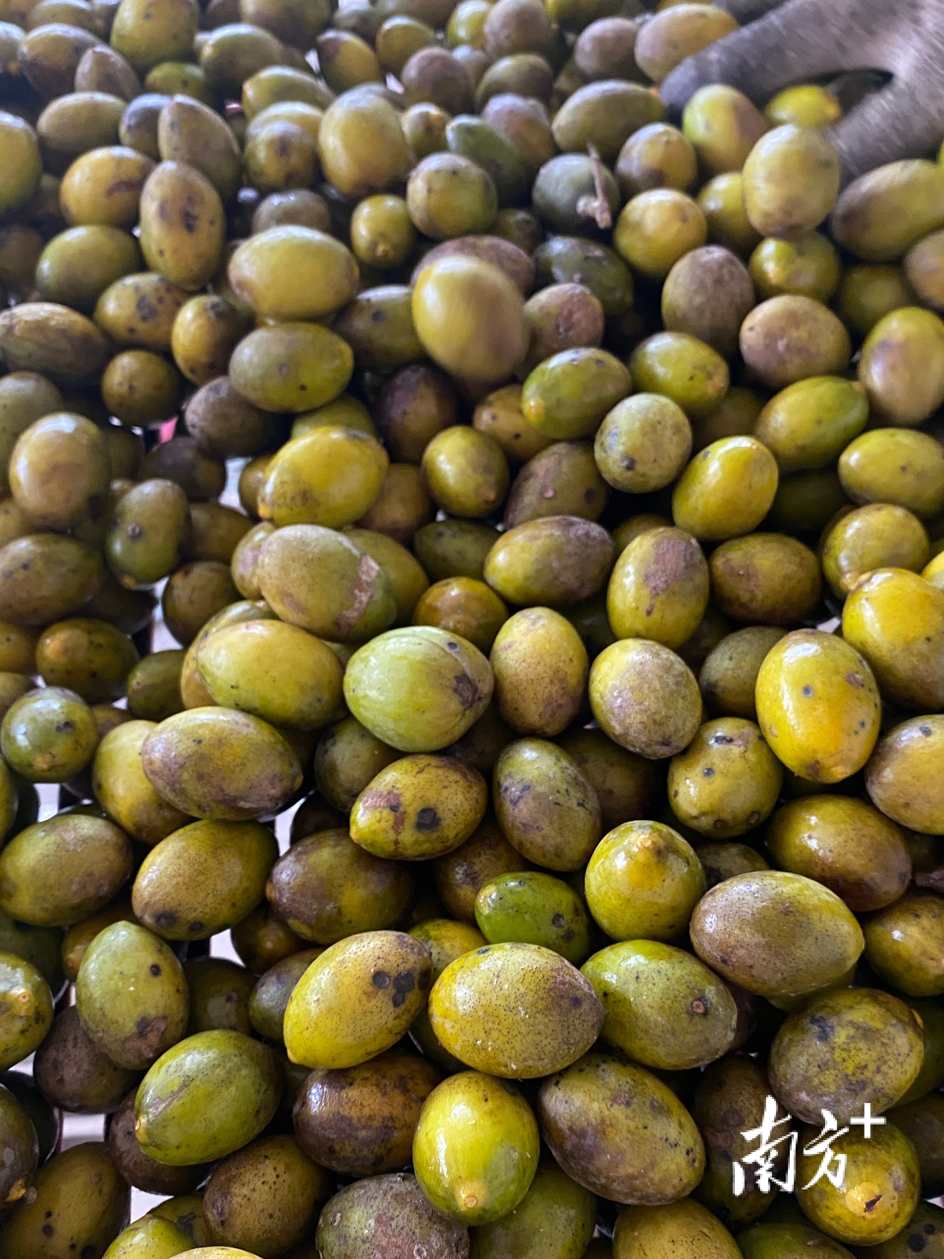 普通橄榄与三捻橄榄的区别,市面上好吃的橄榄有几个品种