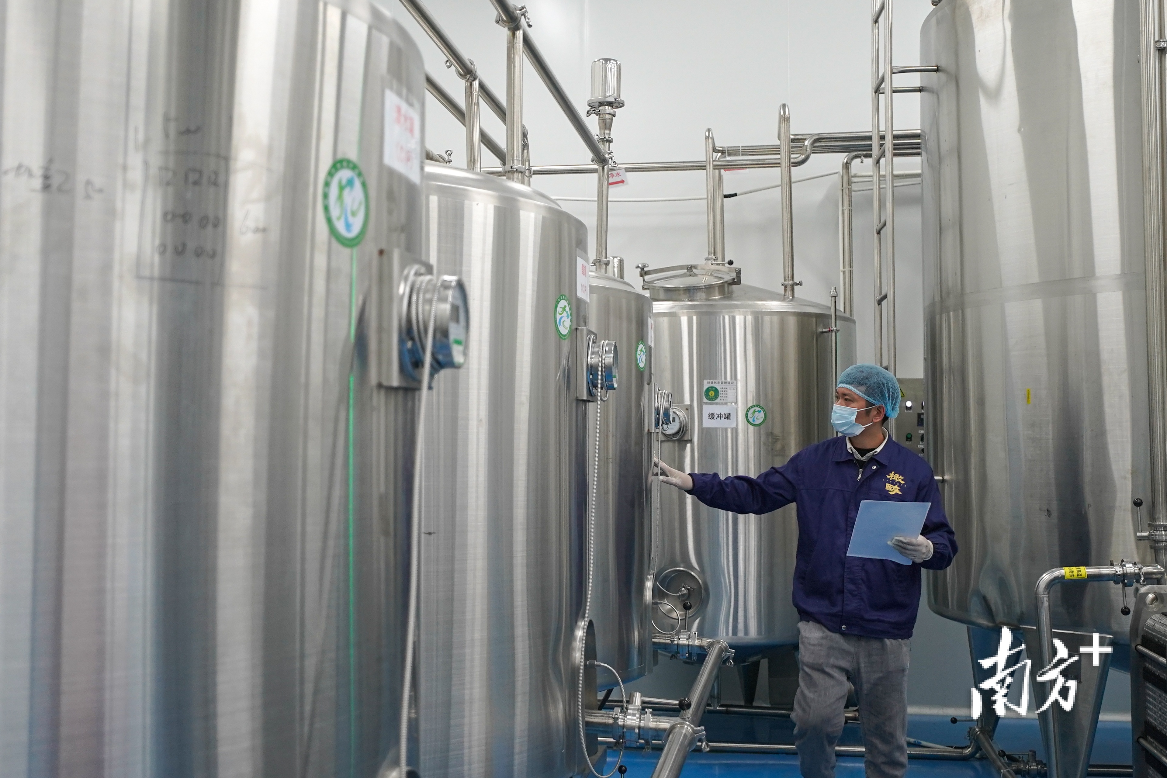 南方特稿丨小橄榄大突围