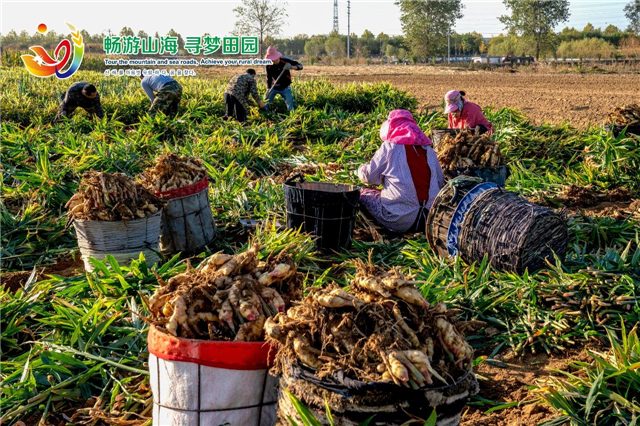 威海“姜”山如此多娇，引无数英雄竞折腰