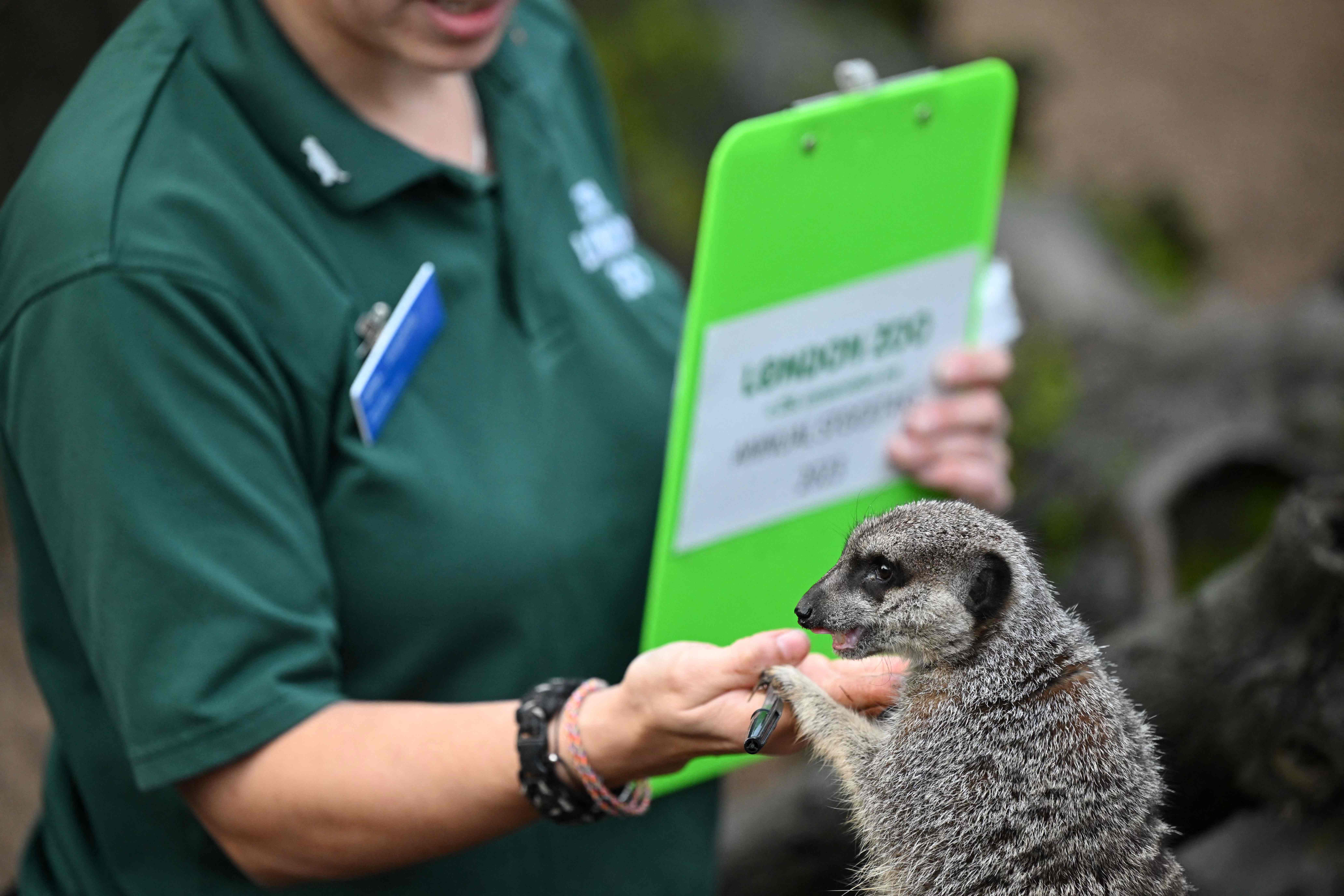 伦敦动物园动物大盘点,欧洲伦敦动物园