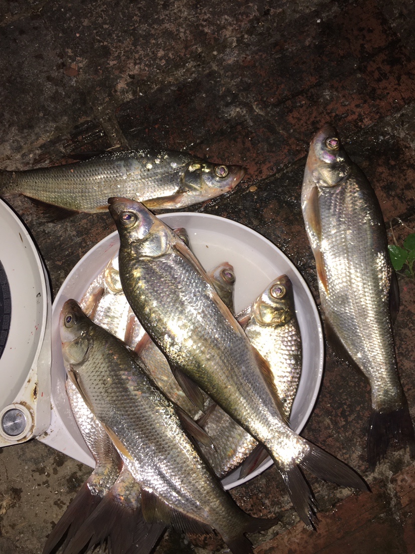 新手必学全套主线绑法,新手大礼包链接