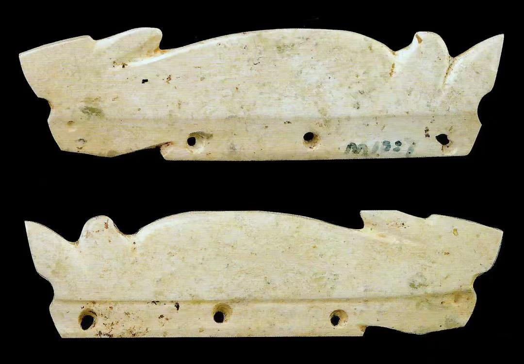 兔年有什么兔子,兔年遇见野兔预兆