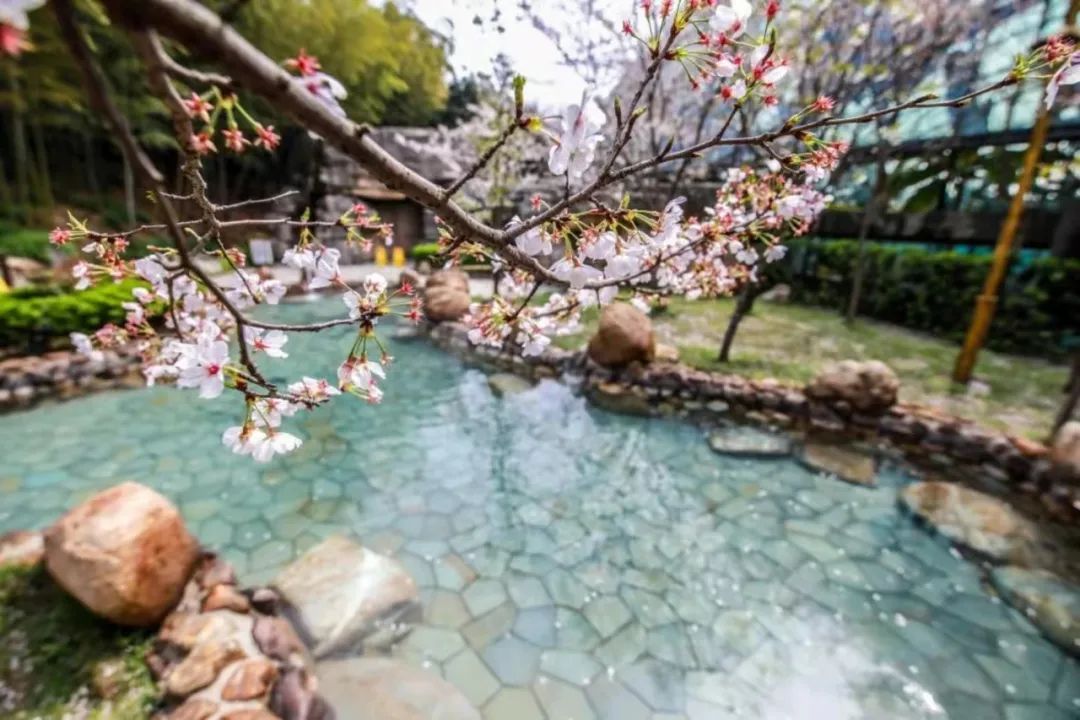 荆州赏樱,中国十大赏樱胜地最值得去的