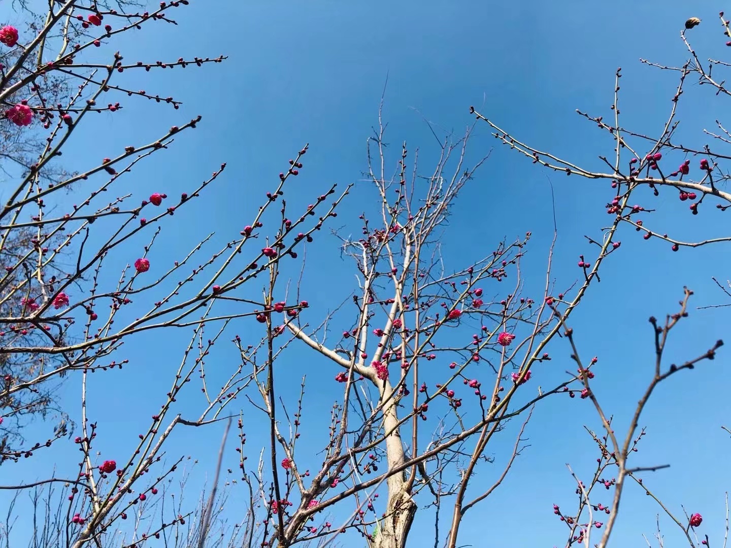 域外来风（滨州网2023第1辑）淄博市诗词学会莲池诗社作品选