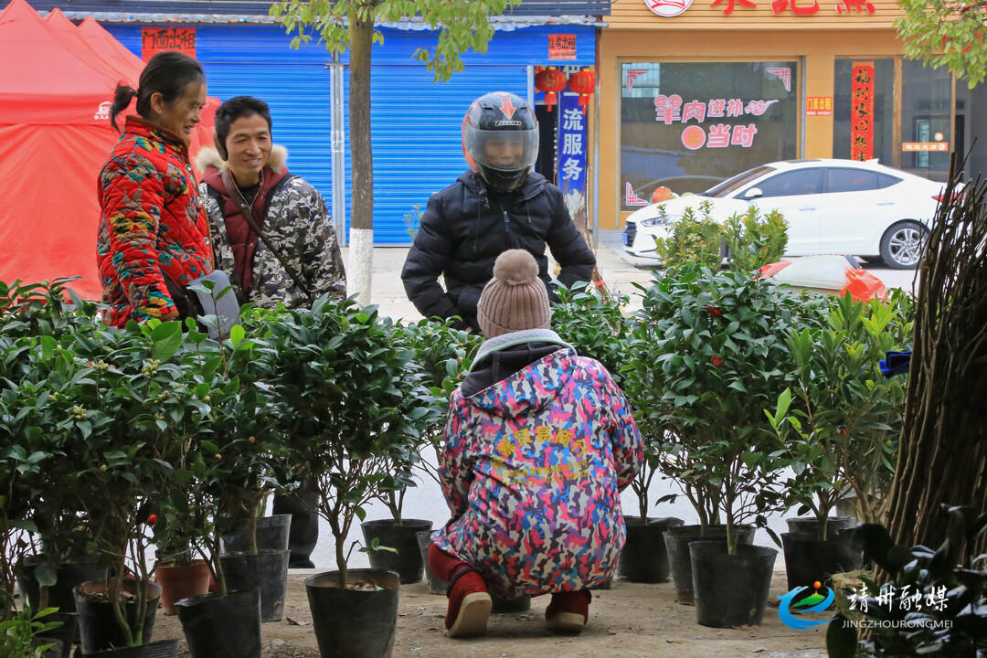 新春走基层|靖州：苗木市场人气旺花卉果木购销忙