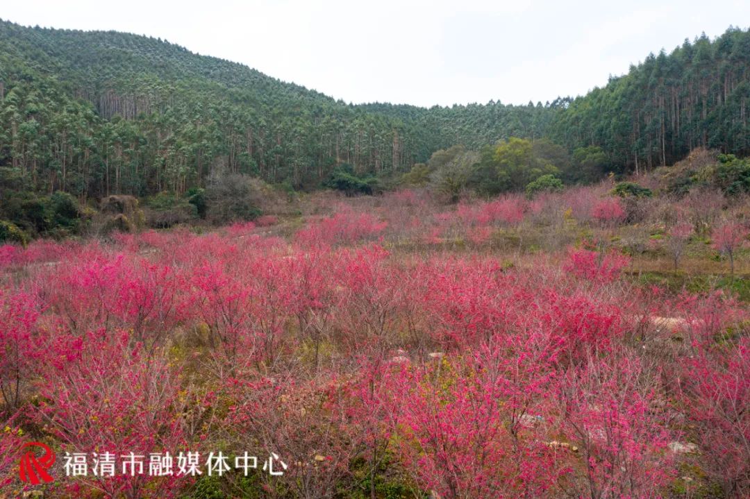 福清看樱花的地方,福清樱花圣地