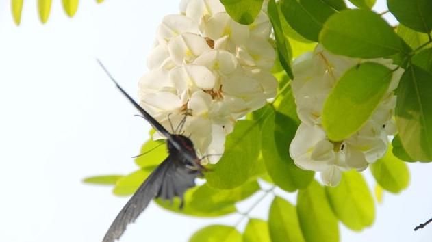 郑州最全的春季赏花地图来啦,郑州最全春季赏花地图