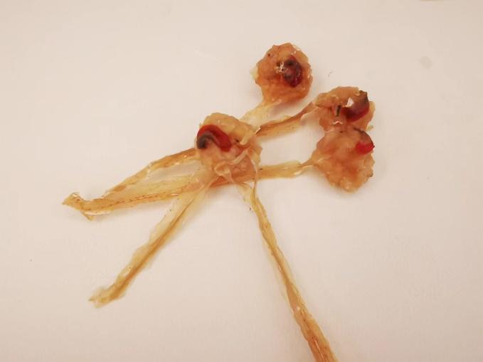 每日一膳丨叫鱼不是鱼，用它煲一道补肝肾、健脾胃的鲜美汤水~广东省中医院杨志敏教授今日推荐