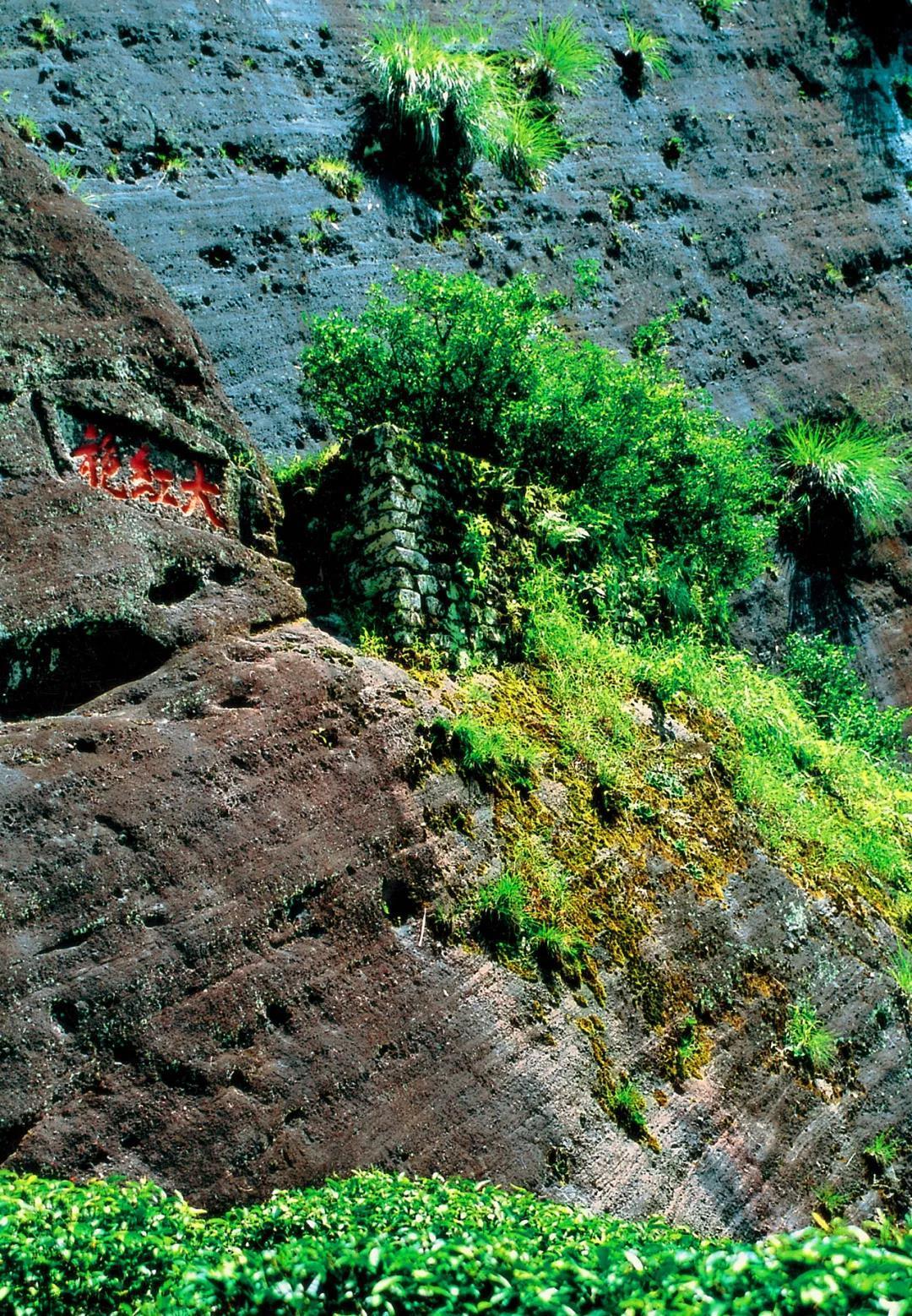 品味武夷山茶文化的理想之地,武夷茶文化历史简介