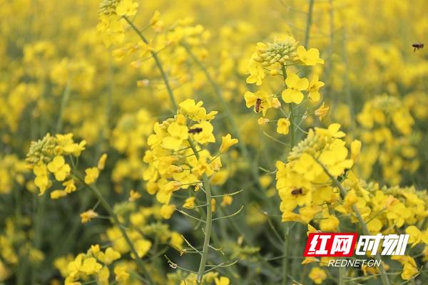 湖南新田油菜花,永州新田油菜花开壮观如雪景组图