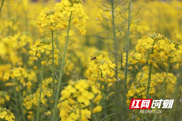 新田油菜花开扮靓乡村春景,油菜花开蜜蜂采蜜