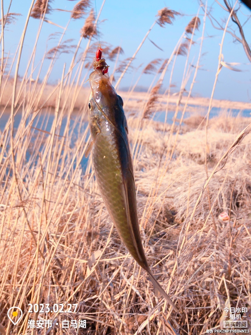白马湖禁止钓鱼吗,白马湖朝阳河禁钓吗