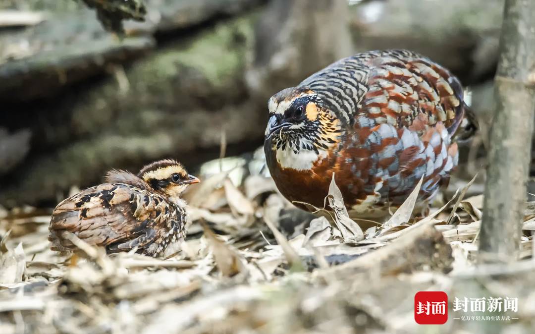 山上野生鹧鸪,野生动植物灭绝的原因