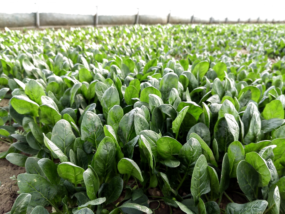 清水村经济产业发展,清水县的乡村振兴成就