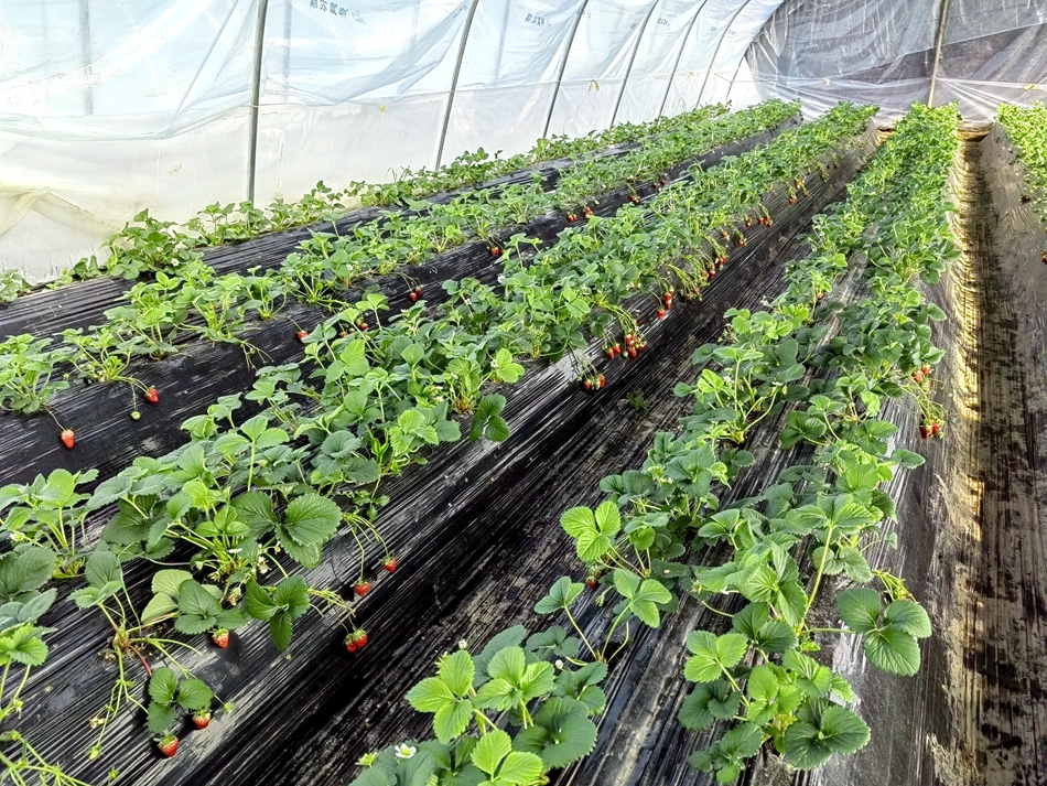 清水村经济产业发展,清水县的乡村振兴成就