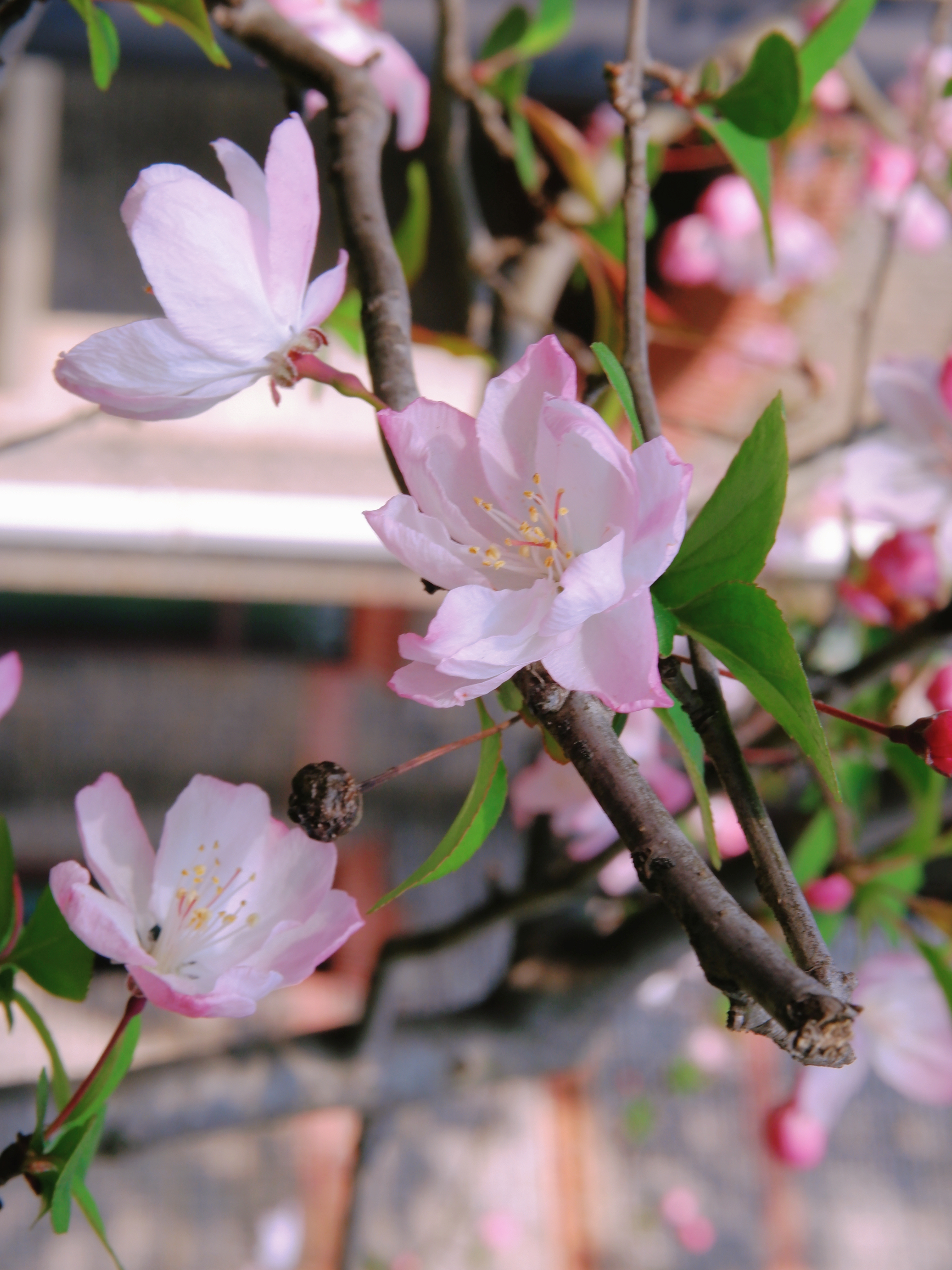 3月赏花全攻略,上班路上赏花走花路