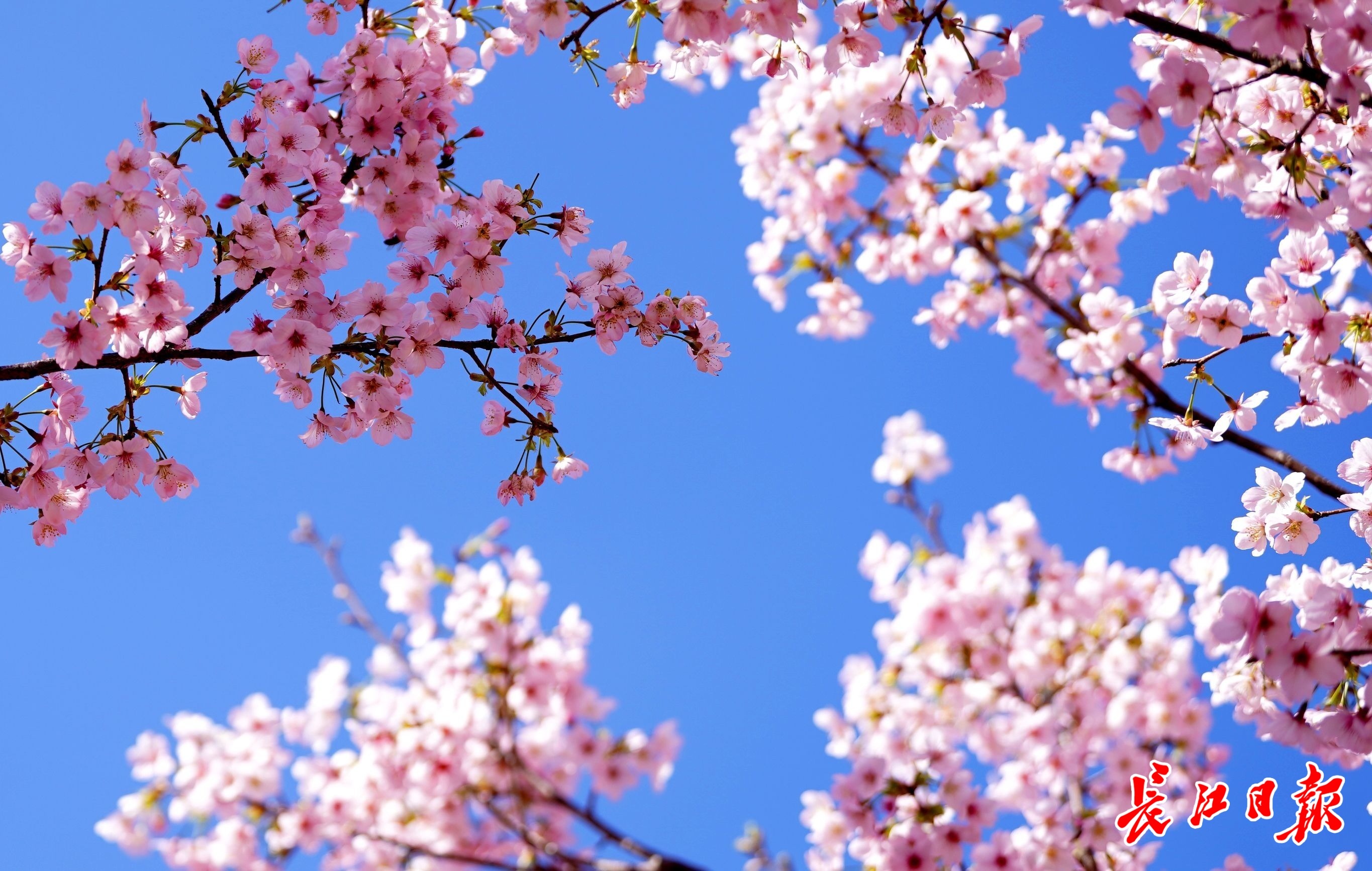 少女心粉色系美图,春季美图高清粉色系