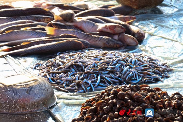 南姜码头现在有什么海鲜,实探海边最便宜的房子