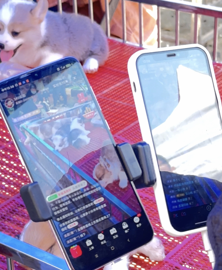 宠物线上代购主播背后的圈套：谁演得好谁就赚得多