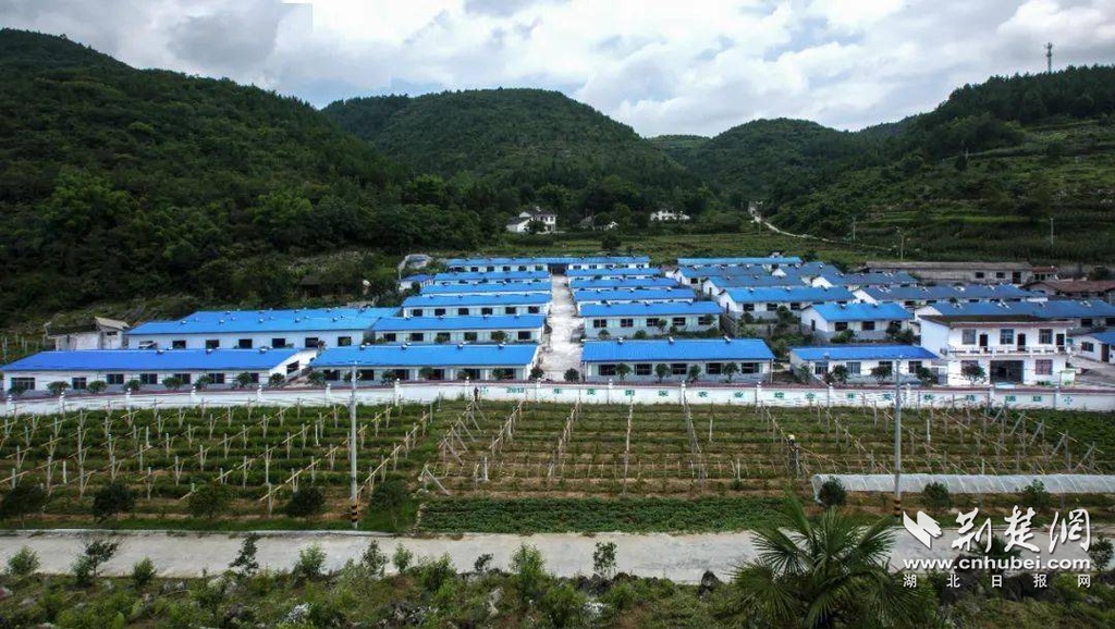 湖北恩施地区大型养猪场,恩施农村大山里养猪