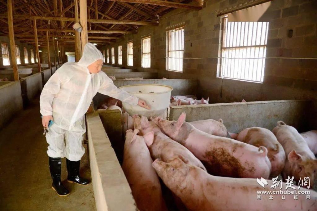 湖北恩施地区大型养猪场,恩施农村大山里养猪