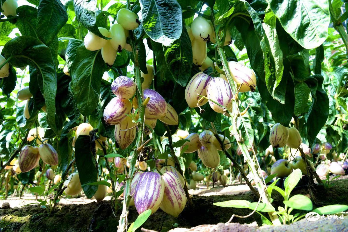 民勤县薛百镇:端稳“致富碗”吃上“产业饭”