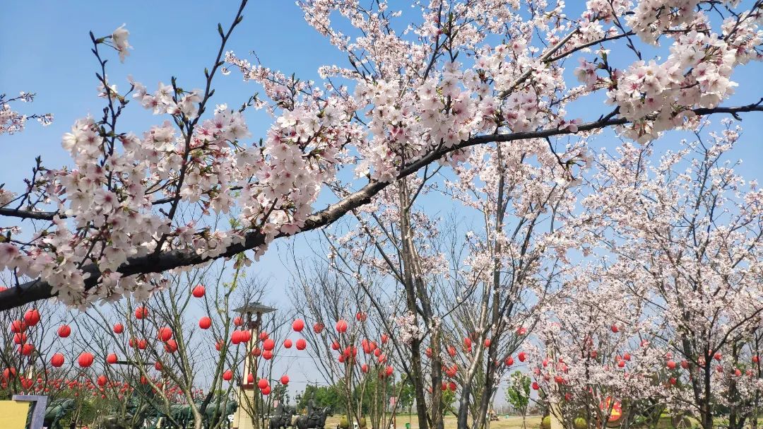 荆州赏樱,中国十大赏樱胜地最值得去的