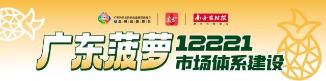 菠萝什么季节最热销,菠萝经济实惠