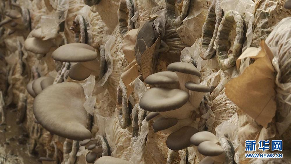 莱阳小菌菇撑起乡村振兴致富伞,正阳县小平菇撑起乡村振兴致富伞