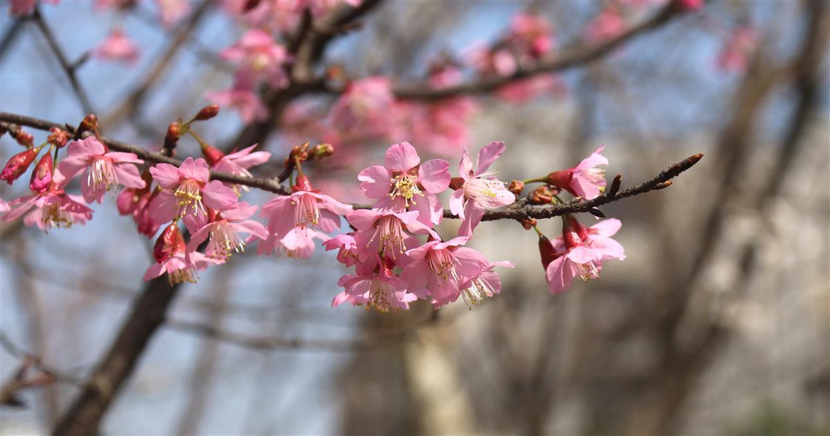 中国早樱品种,2022玉渊潭早樱品种