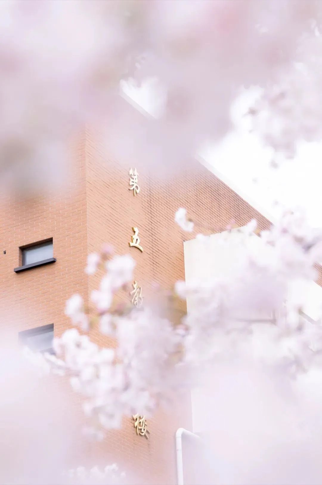 春日赏花先识花，识花先看这一篇~