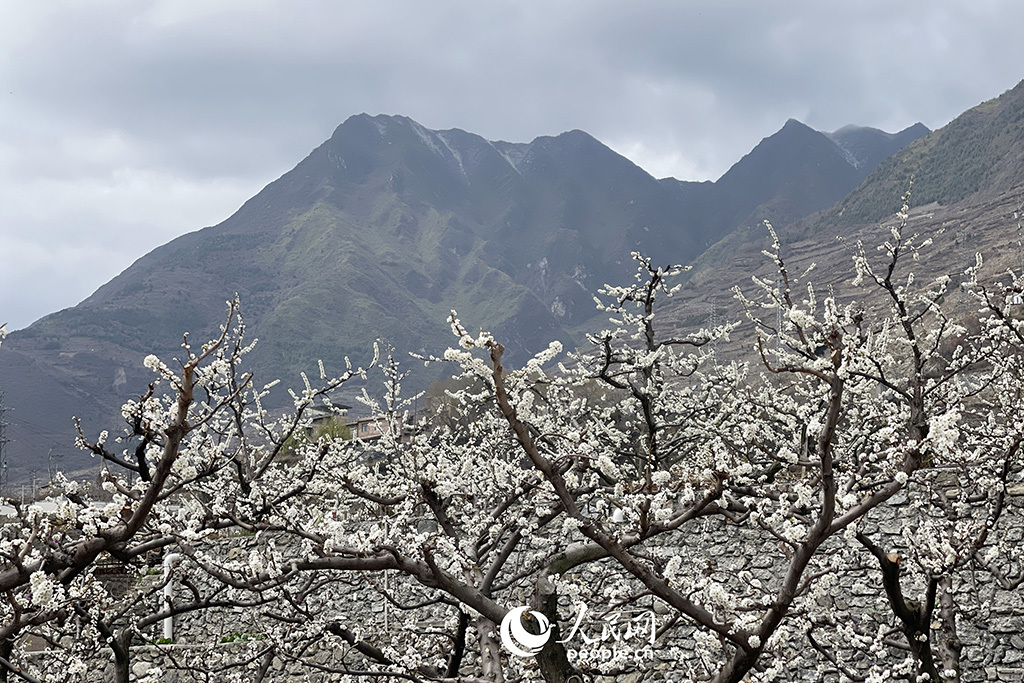 春天花“卉”开朵朵含情迎客来