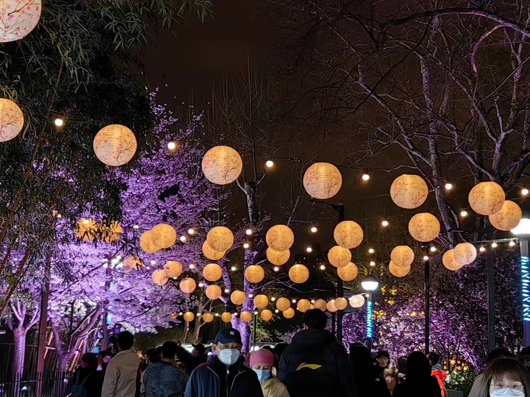 周末相约赏樱花,相约周末赏樱花