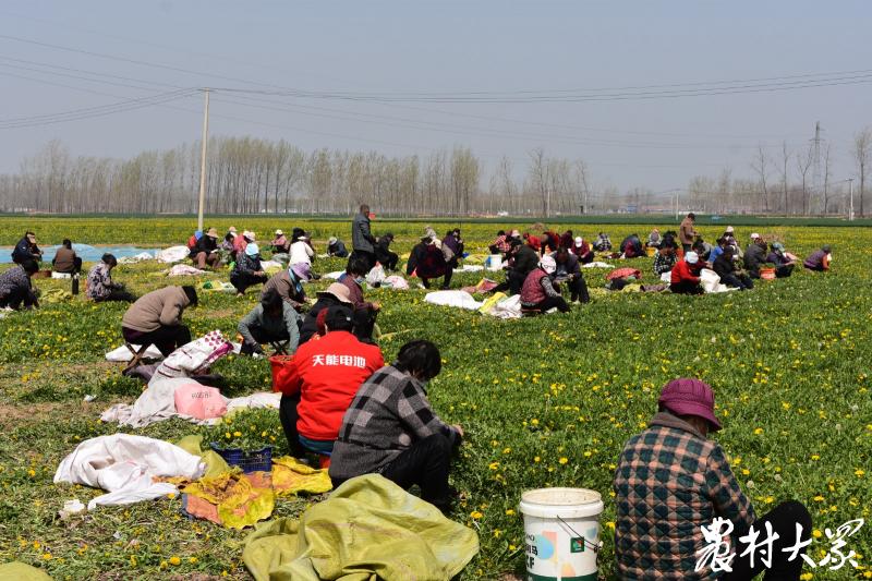 中药材收购价是怎么来的,近期中药材价格上涨