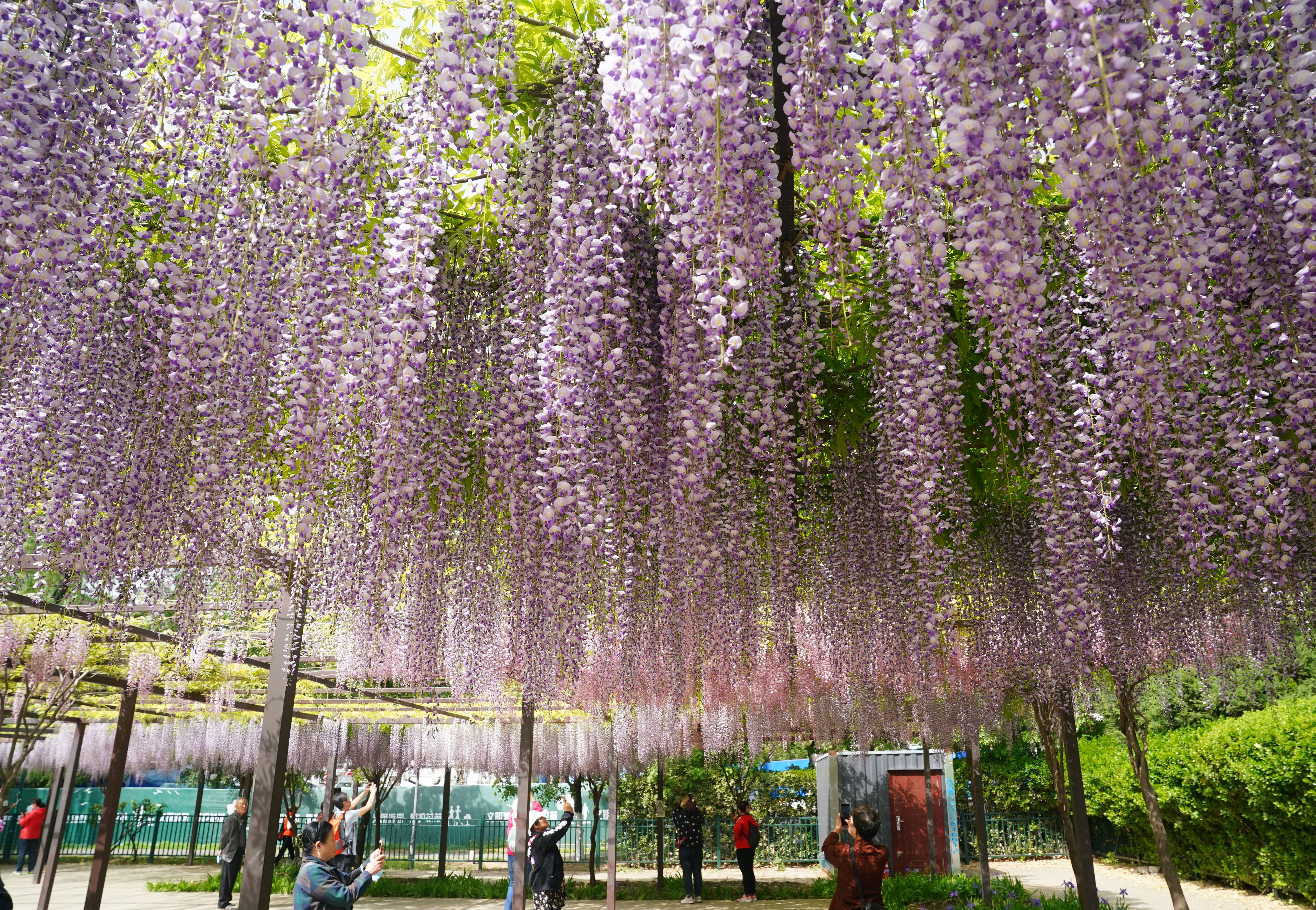 玉渊潭紫藤花海,紫色的海洋歌曲原唱