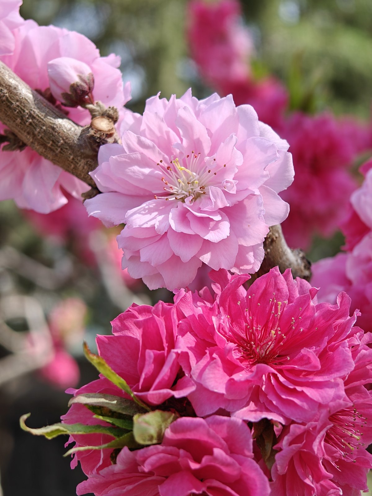 oppofindx6pro,oppofindx6pro鐪熷疄浣撻獙鎷嶇収