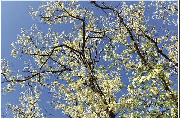 山东东营五一好去处,五一假期去哪玩山东东营西城