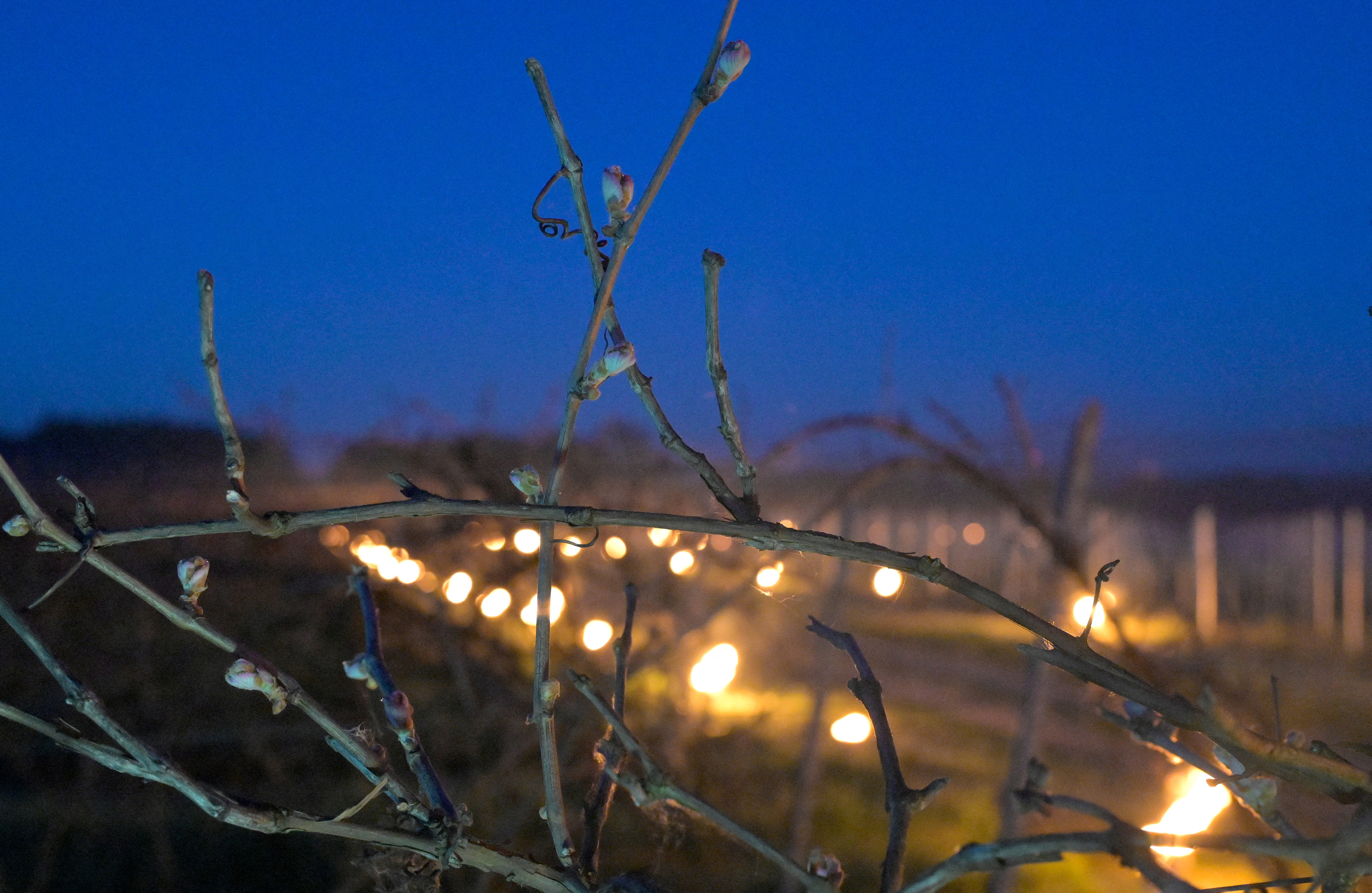 国外的葡萄树冬天保暖吗,外代一线新西兰